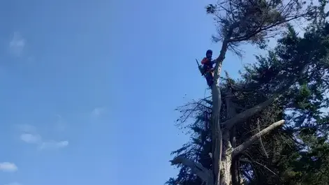 abattage arbre La Baule-Escoublac-1