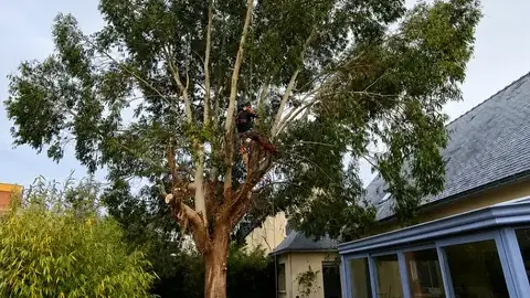 abattage arbre La Baule-Escoublac-5