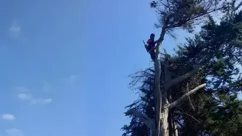 abattage arbre à Sarzeau - image 3
