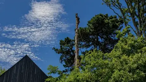 abattage arbre à Sarzeau - image 4