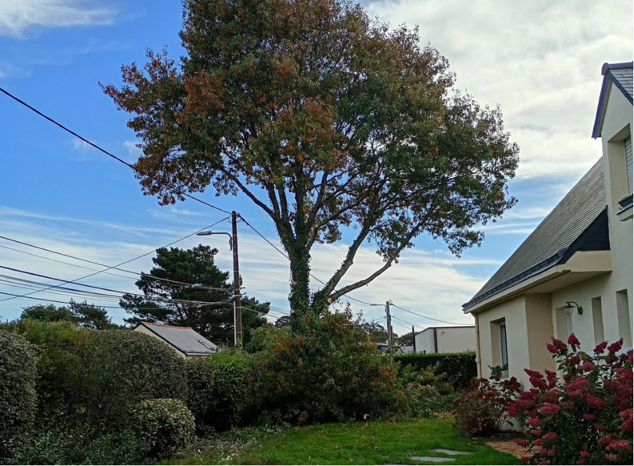 after-image
