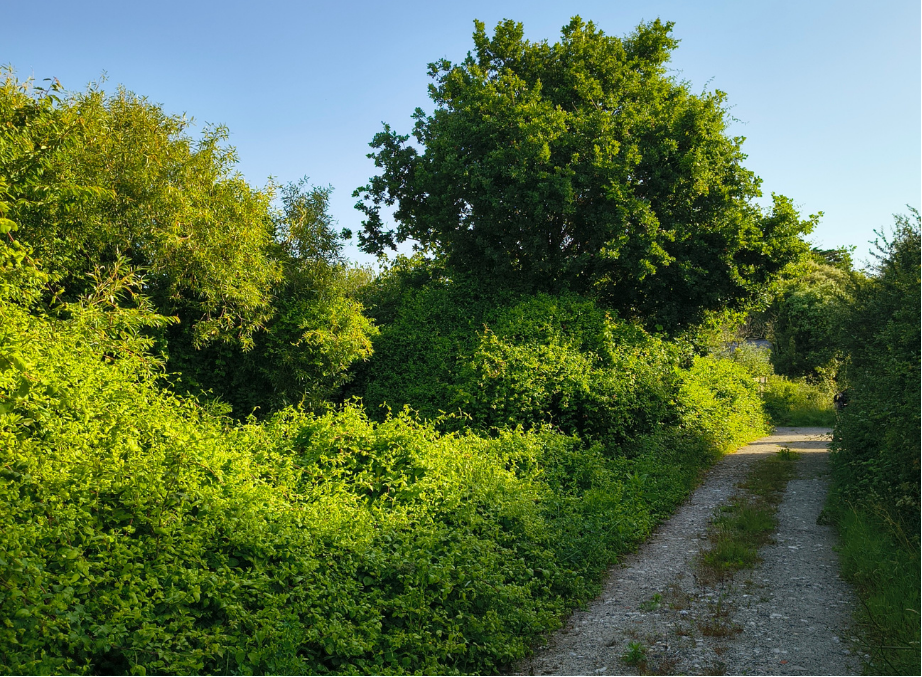 before-image