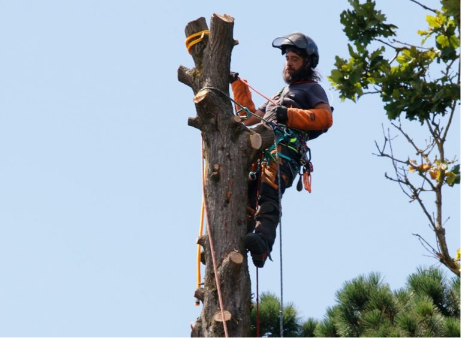 vente de bois piriac sur mer