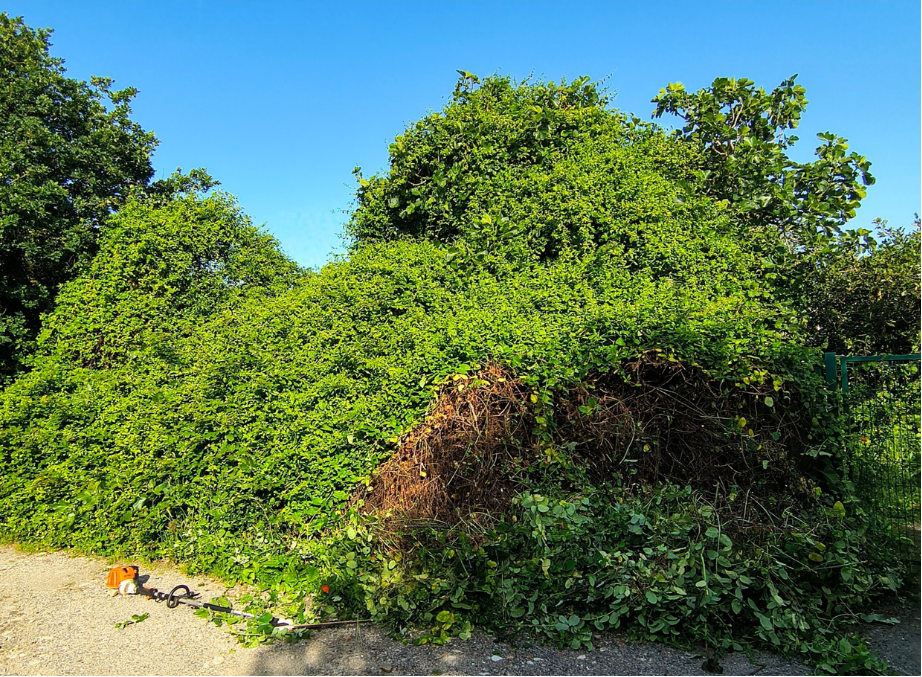 before-image