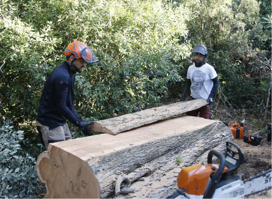 vente de bois sarzeau